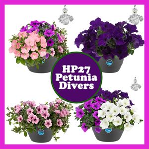 Bild von HP27 Petunia Divers